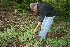  ( - BioBot11671)  @11 [ ] CreativeCommons - Attribution Non-Commercial Share-Alike (2010) Daniel H. Janzen Guanacaste Dry Forest Conservation Fund
