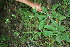  ( - BioBot11671)  @11 [ ] CreativeCommons - Attribution Non-Commercial Share-Alike (2010) Daniel H. Janzen Guanacaste Dry Forest Conservation Fund