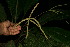  ( - BioBot11681)  @11 [ ] CreativeCommons - Attribution Non-Commercial Share-Alike (2010) Daniel H. Janzen Guanacaste Dry Forest Conservation Fund