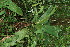  ( - BioBot11684)  @11 [ ] CreativeCommons - Attribution Non-Commercial Share-Alike (2010) Daniel H. Janzen Guanacaste Dry Forest Conservation Fund
