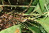  ( - BioBot11684)  @11 [ ] CreativeCommons - Attribution Non-Commercial Share-Alike (2010) Daniel H. Janzen Guanacaste Dry Forest Conservation Fund
