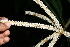  ( - BioBot11684)  @11 [ ] CreativeCommons - Attribution Non-Commercial Share-Alike (2010) Daniel H. Janzen Guanacaste Dry Forest Conservation Fund