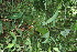  ( - BioBot11685)  @11 [ ] CreativeCommons - Attribution Non-Commercial Share-Alike (2010) Daniel H. Janzen Guanacaste Dry Forest Conservation Fund