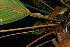  ( - BioBot11685)  @11 [ ] CreativeCommons - Attribution Non-Commercial Share-Alike (2010) Daniel H. Janzen Guanacaste Dry Forest Conservation Fund