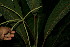  ( - BioBot11685)  @11 [ ] CreativeCommons - Attribution Non-Commercial Share-Alike (2010) Daniel H. Janzen Guanacaste Dry Forest Conservation Fund