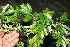  ( - BioBot11710)  @11 [ ] CreativeCommons - Attribution Non-Commercial Share-Alike (2010) Daniel H. Janzen Guanacaste Dry Forest Conservation Fund