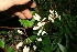  ( - BioBot11716)  @11 [ ] CreativeCommons - Attribution Non-Commercial Share-Alike (2010) Daniel H. Janzen Guanacaste Dry Forest Conservation Fund