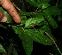  (Pleuropetalum - BioBot11720)  @11 [ ] CreativeCommons - Attribution Non-Commercial Share-Alike (2010) Daniel H. Janzen Guanacaste Dry Forest Conservation Fund