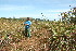  (Urena - BioBot11743)  @11 [ ] CreativeCommons - Attribution Non-Commercial Share-Alike (2010) Daniel H. Janzen Guanacaste Dry Forest Conservation Fund