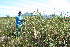  ( - BioBot11744)  @11 [ ] CreativeCommons - Attribution Non-Commercial Share-Alike (2010) Daniel H. Janzen Guanacaste Dry Forest Conservation Fund