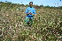  ( - BioBot11745)  @11 [ ] CreativeCommons - Attribution Non-Commercial Share-Alike (2010) Daniel H. Janzen Guanacaste Dry Forest Conservation Fund