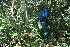  (Pedilanthus - BioBot11759)  @11 [ ] CreativeCommons - Attribution Non-Commercial Share-Alike (2010) Daniel H. Janzen Guanacaste Dry Forest Conservation Fund