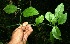  ( - BioBot11759)  @11 [ ] CreativeCommons - Attribution Non-Commercial Share-Alike (2010) Daniel H. Janzen Guanacaste Dry Forest Conservation Fund