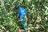  ( - BioBot11760)  @11 [ ] CreativeCommons - Attribution Non-Commercial Share-Alike (2010) Daniel H. Janzen Guanacaste Dry Forest Conservation Fund