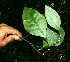  ( - BioBot11760)  @11 [ ] CreativeCommons - Attribution Non-Commercial Share-Alike (2010) Daniel H. Janzen Guanacaste Dry Forest Conservation Fund