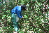  ( - BioBot11761)  @11 [ ] CreativeCommons - Attribution Non-Commercial Share-Alike (2010) Daniel H. Janzen Guanacaste Dry Forest Conservation Fund