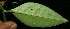  ( - BioBot11761)  @11 [ ] CreativeCommons - Attribution Non-Commercial Share-Alike (2010) Daniel H. Janzen Guanacaste Dry Forest Conservation Fund