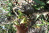  ( - BioBot11780)  @11 [ ] CreativeCommons - Attribution Non-Commercial Share-Alike (2010) Daniel H. Janzen Guanacaste Dry Forest Conservation Fund