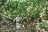  ( - BioBot11794)  @11 [ ] CreativeCommons - Attribution Non-Commercial Share-Alike (2010) Daniel H. Janzen Guanacaste Dry Forest Conservation Fund