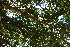  ( - BioBot11794)  @11 [ ] CreativeCommons - Attribution Non-Commercial Share-Alike (2010) Daniel H. Janzen Guanacaste Dry Forest Conservation Fund