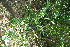  ( - BioBot11795)  @11 [ ] CreativeCommons - Attribution Non-Commercial Share-Alike (2010) Daniel H. Janzen Guanacaste Dry Forest Conservation Fund