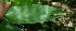  ( - BioBot11795)  @11 [ ] CreativeCommons - Attribution Non-Commercial Share-Alike (2010) Daniel H. Janzen Guanacaste Dry Forest Conservation Fund