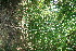  ( - BioBot11796)  @11 [ ] CreativeCommons - Attribution Non-Commercial Share-Alike (2010) Daniel H. Janzen Guanacaste Dry Forest Conservation Fund