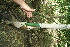  ( - BioBot11796)  @11 [ ] CreativeCommons - Attribution Non-Commercial Share-Alike (2010) Daniel H. Janzen Guanacaste Dry Forest Conservation Fund