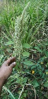  ( - BioBot11814)  @11 [ ] CreativeCommons - Attribution Non-Commercial Share-Alike (2010) Daniel H. Janzen Guanacaste Dry Forest Conservation Fund