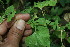  ( - BioBot11818)  @11 [ ] CreativeCommons - Attribution Non-Commercial Share-Alike (2010) Daniel H. Janzen Guanacaste Dry Forest Conservation Fund