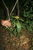  ( - BioBot11822)  @11 [ ] CreativeCommons - Attribution Non-Commercial Share-Alike (2010) Daniel H. Janzen Guanacaste Dry Forest Conservation Fund
