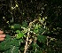  ( - BioBot11832)  @11 [ ] CreativeCommons - Attribution Non-Commercial Share-Alike (2010) Daniel H. Janzen Guanacaste Dry Forest Conservation Fund