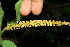  ( - BioBot11835)  @11 [ ] CreativeCommons - Attribution Non-Commercial Share-Alike (2010) Daniel H. Janzen Guanacaste Dry Forest Conservation Fund