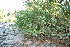  ( - BioBot11836)  @11 [ ] CreativeCommons - Attribution Non-Commercial Share-Alike (2010) Daniel H. Janzen Guanacaste Dry Forest Conservation Fund