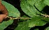  ( - BioBot11836)  @11 [ ] CreativeCommons - Attribution Non-Commercial Share-Alike (2010) Daniel H. Janzen Guanacaste Dry Forest Conservation Fund