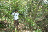  (Actinostemon - BioBot11841)  @11 [ ] CreativeCommons - Attribution Non-Commercial Share-Alike (2010) Daniel H. Janzen Guanacaste Dry Forest Conservation Fund