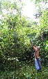  ( - BioBot12448)  @11 [ ] CreativeCommons - Attribution Non-Commercial Share-Alike (2010) Daniel H. Janzen Guanacaste Dry Forest Conservation Fund