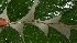  ( - BioBot12461)  @11 [ ] CreativeCommons - Attribution Non-Commercial Share-Alike (2010) Daniel H. Janzen Guanacaste Dry Forest Conservation Fund