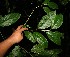  ( - BioBot12465)  @11 [ ] CreativeCommons - Attribution Non-Commercial Share-Alike (2010) Daniel H. Janzen Guanacaste Dry Forest Conservation Fund