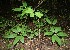  (Schefflera A.guadamuz367 - BioBot12484)  @11 [ ] CreativeCommons - Attribution Non-Commercial Share-Alike (2010) Daniel H. Janzen Guanacaste Dry Forest Conservation Fund