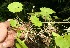 ( - BioBot12537)  @11 [ ] CreativeCommons - Attribution Non-Commercial Share-Alike (2010) Daniel H. Janzen Guanacaste Dry Forest Conservation Fund