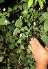  (Herissantia crispa - BioBot12561)  @11 [ ] CreativeCommons - Attribution Non-Commercial Share-Alike (2010) Daniel H. Janzen Guanacaste Dry Forest Conservation Fund