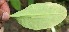  ( - BioBot12576)  @11 [ ] CreativeCommons - Attribution Non-Commercial Share-Alike (2010) Daniel H. Janzen Guanacaste Dry Forest Conservation Fund