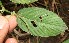  ( - BioBot12582)  @11 [ ] CreativeCommons - Attribution Non-Commercial Share-Alike (2010) Daniel H. Janzen Guanacaste Dry Forest Conservation Fund