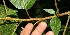 ( - BioBot12590)  @11 [ ] CreativeCommons - Attribution Non-Commercial Share-Alike (2010) Daniel H. Janzen Guanacaste Dry Forest Conservation Fund