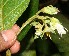  (Solanum accrescens - BioBot12590)  @11 [ ] CreativeCommons - Attribution Non-Commercial Share-Alike (2010) Daniel H. Janzen Guanacaste Dry Forest Conservation Fund