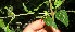  ( - BioBot12612)  @11 [ ] CreativeCommons - Attribution Non-Commercial Share-Alike (2010) Daniel H. Janzen Guanacaste Dry Forest Conservation Fund