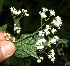  (Ageratina - BioBot12612)  @14 [ ] CreativeCommons - Attribution Non-Commercial Share-Alike (2010) Daniel H. Janzen Guanacaste Dry Forest Conservation Fund