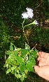  ( - BioBot12644)  @11 [ ] CreativeCommons - Attribution Non-Commercial Share-Alike (2010) Daniel H. Janzen Guanacaste Dry Forest Conservation Fund