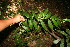  (Cestrum fragile - BioBot12669)  @11 [ ] CreativeCommons - Attribution Non-Commercial Share-Alike (2010) Daniel H. Janzen Guanacaste Dry Forest Conservation Fund